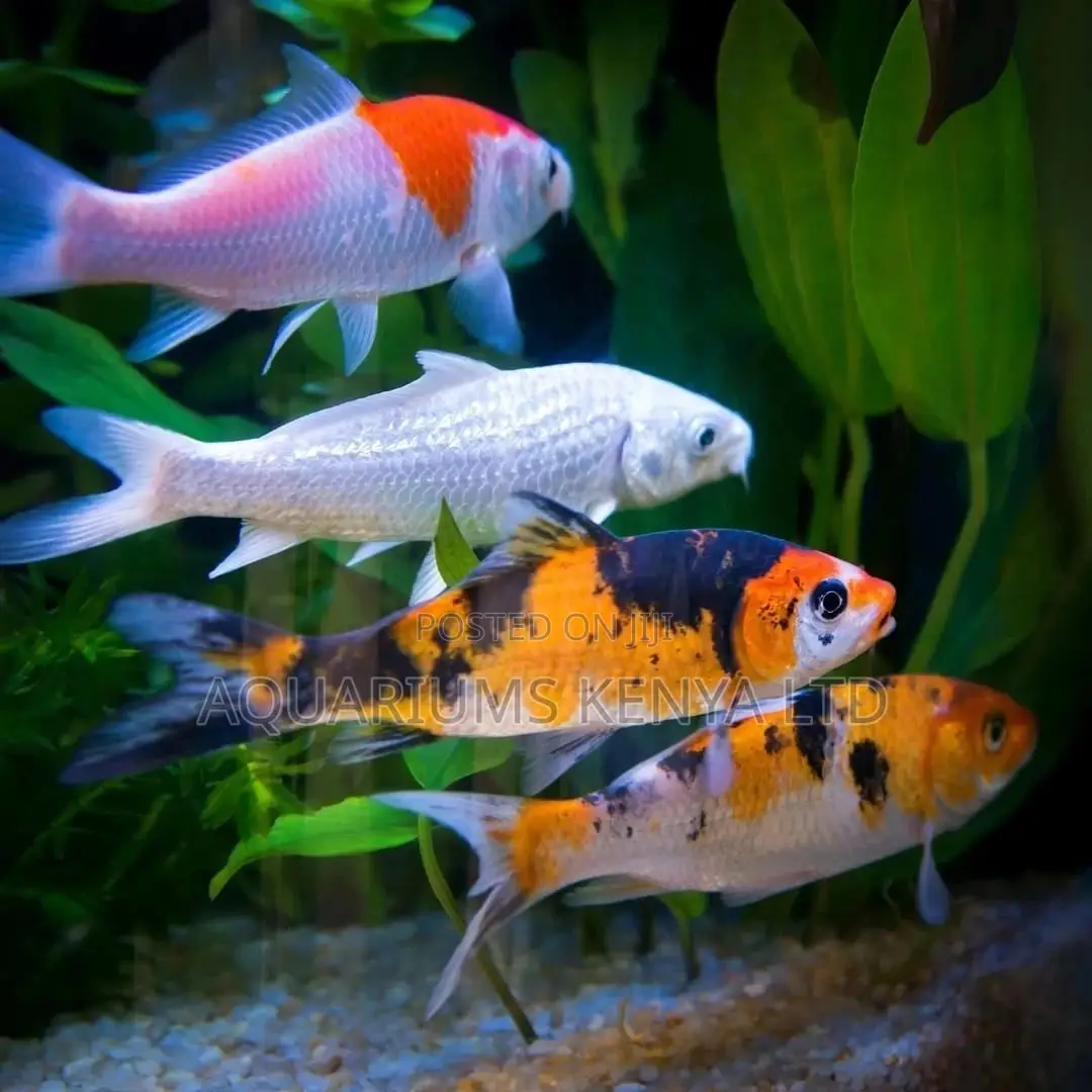 5" Khoi Multi Colored, Aquarium Fish , Colourful