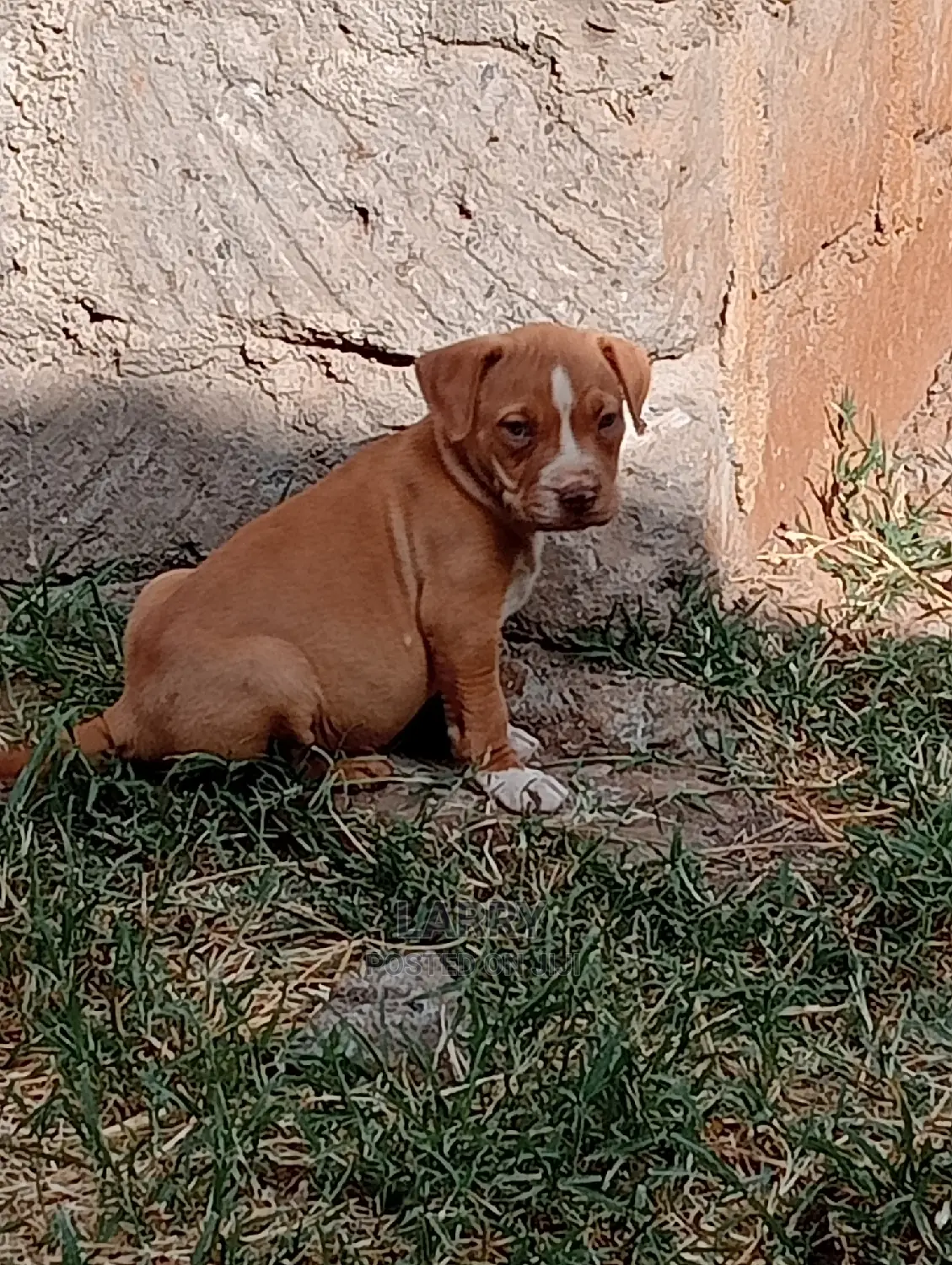 1-3 Months Female Purebred American Pit Bull Terrier