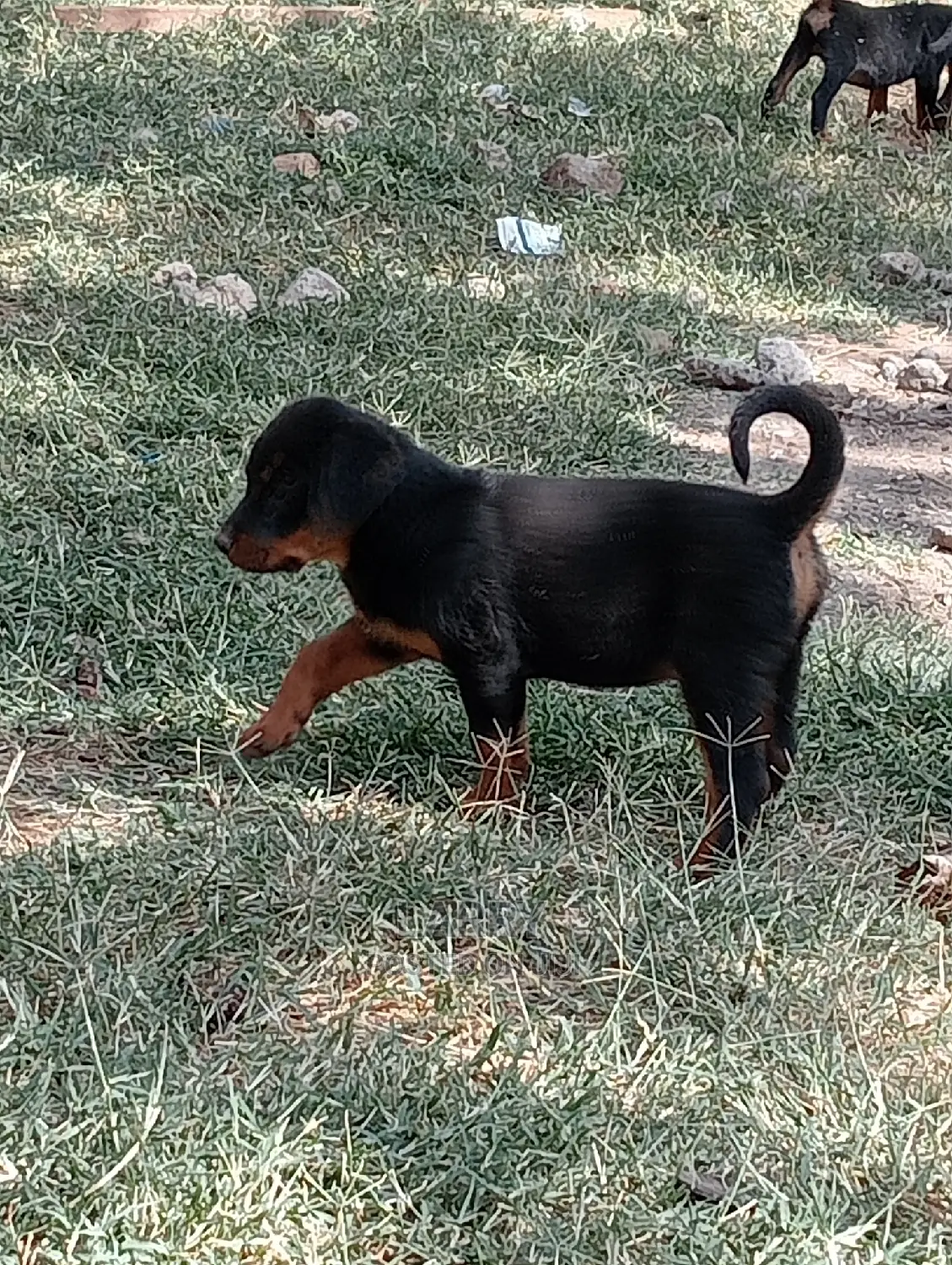 1-3 Months Female Purebred Rottweiler