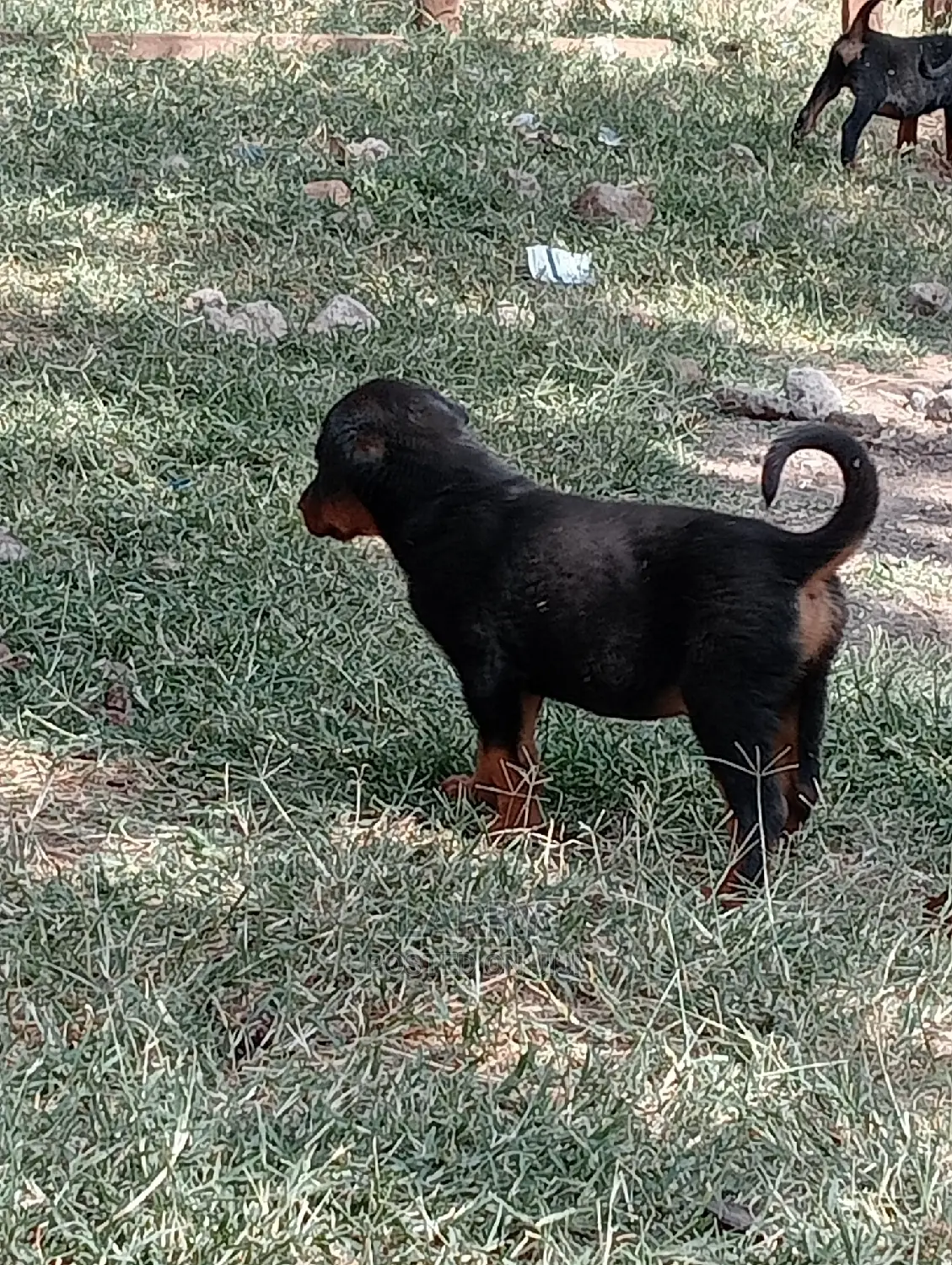 1-3 Months Female Purebred Rottweiler