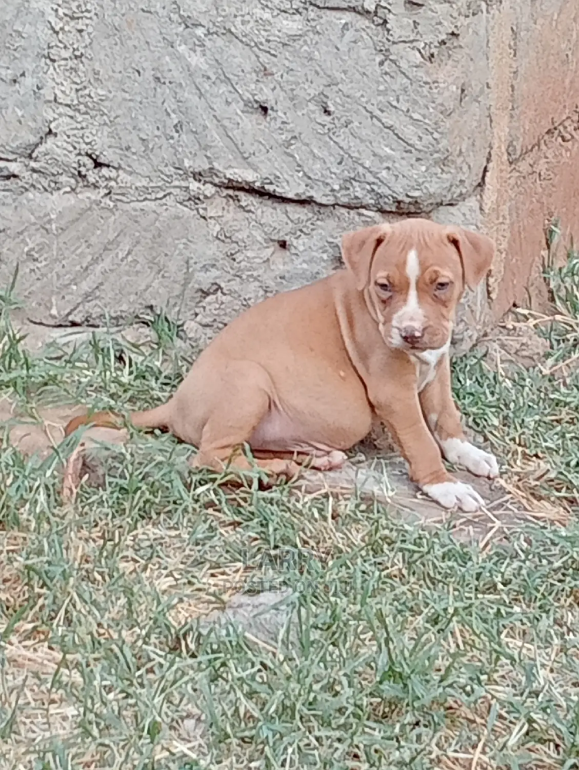 1-3 Months Male Purebred American Pit Bull Terrier