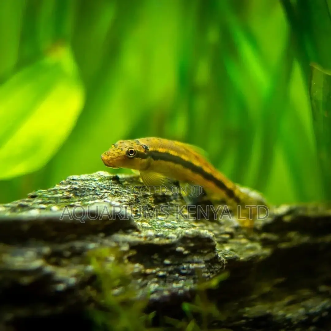 Aquarium Bio Cleaners, Algae Eater Fish