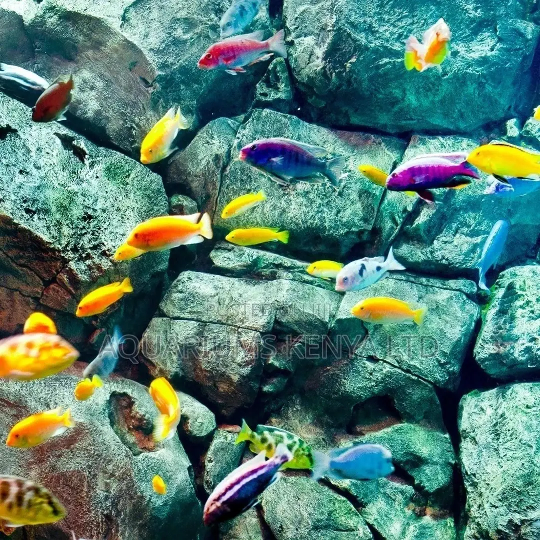 Colourful Cichlids, Aquarium Fish
