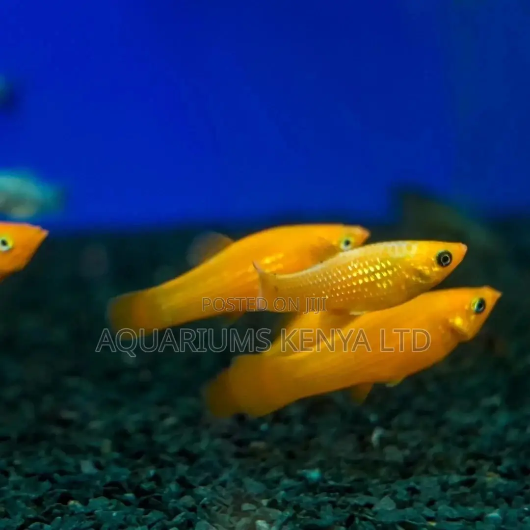 Golden Mollies , Aquarium Fish ,Yellow