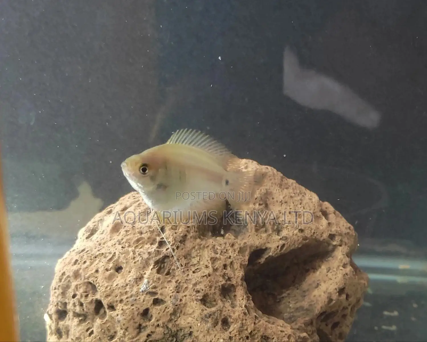 Female Dwarf Gouramis, Aquarium Fish