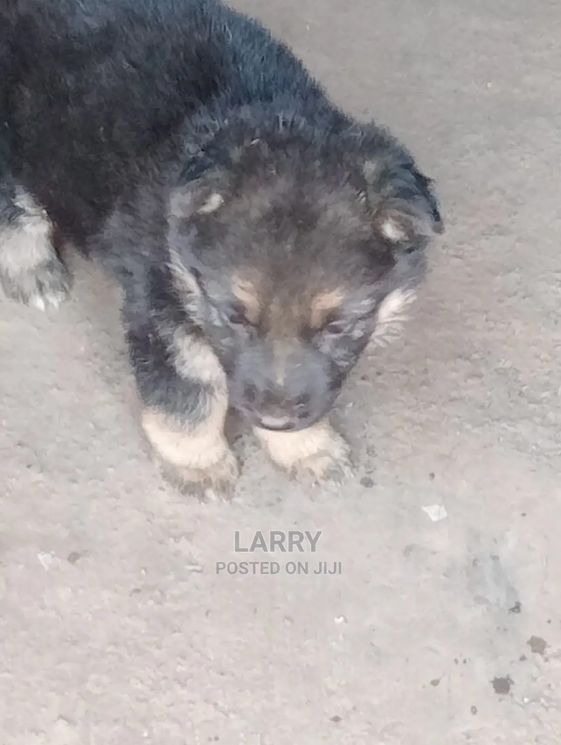 1-3 Months Female Purebred German Shepherd