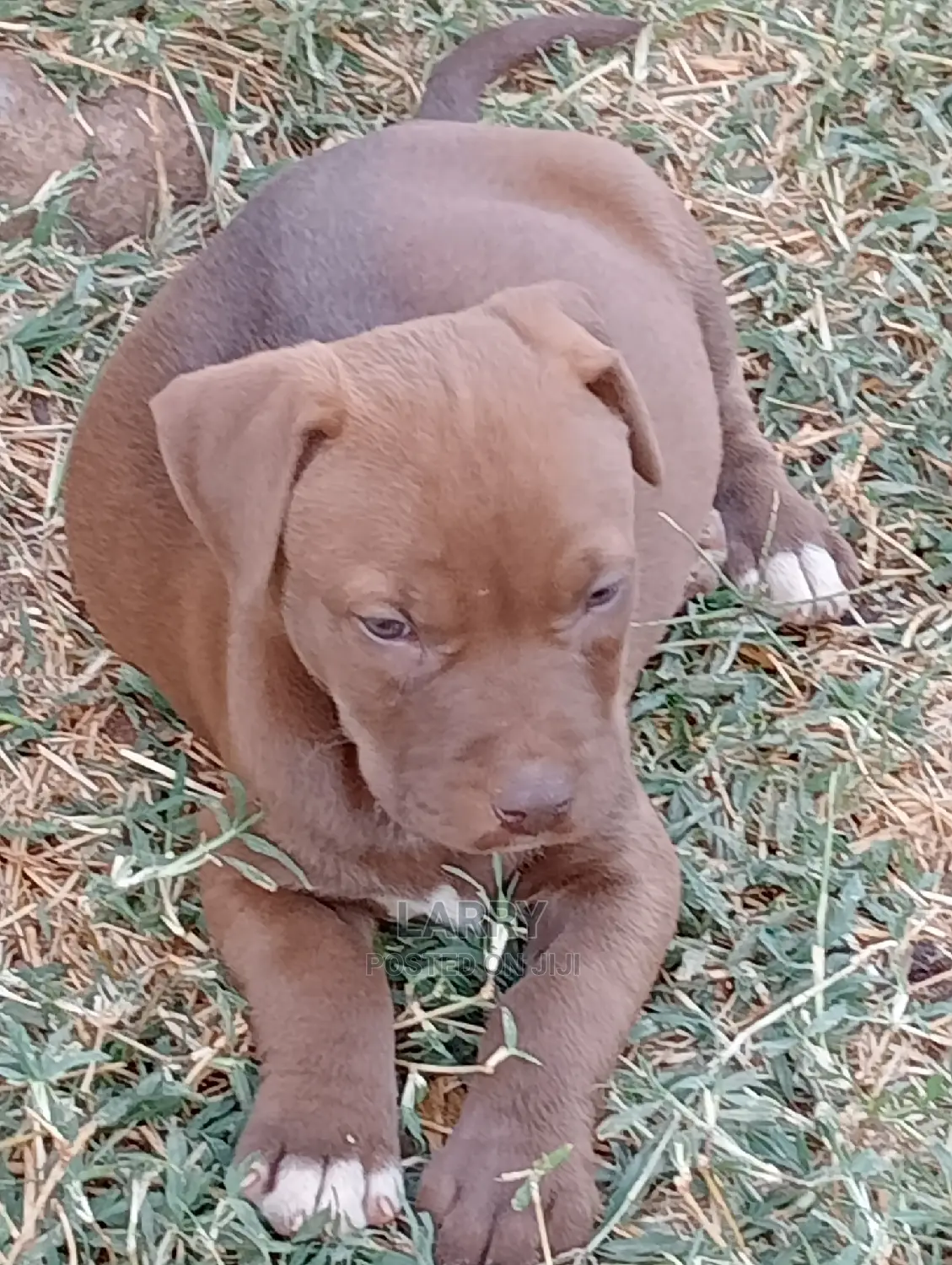 1-3 Months Female Purebred American Pit Bull Terrier