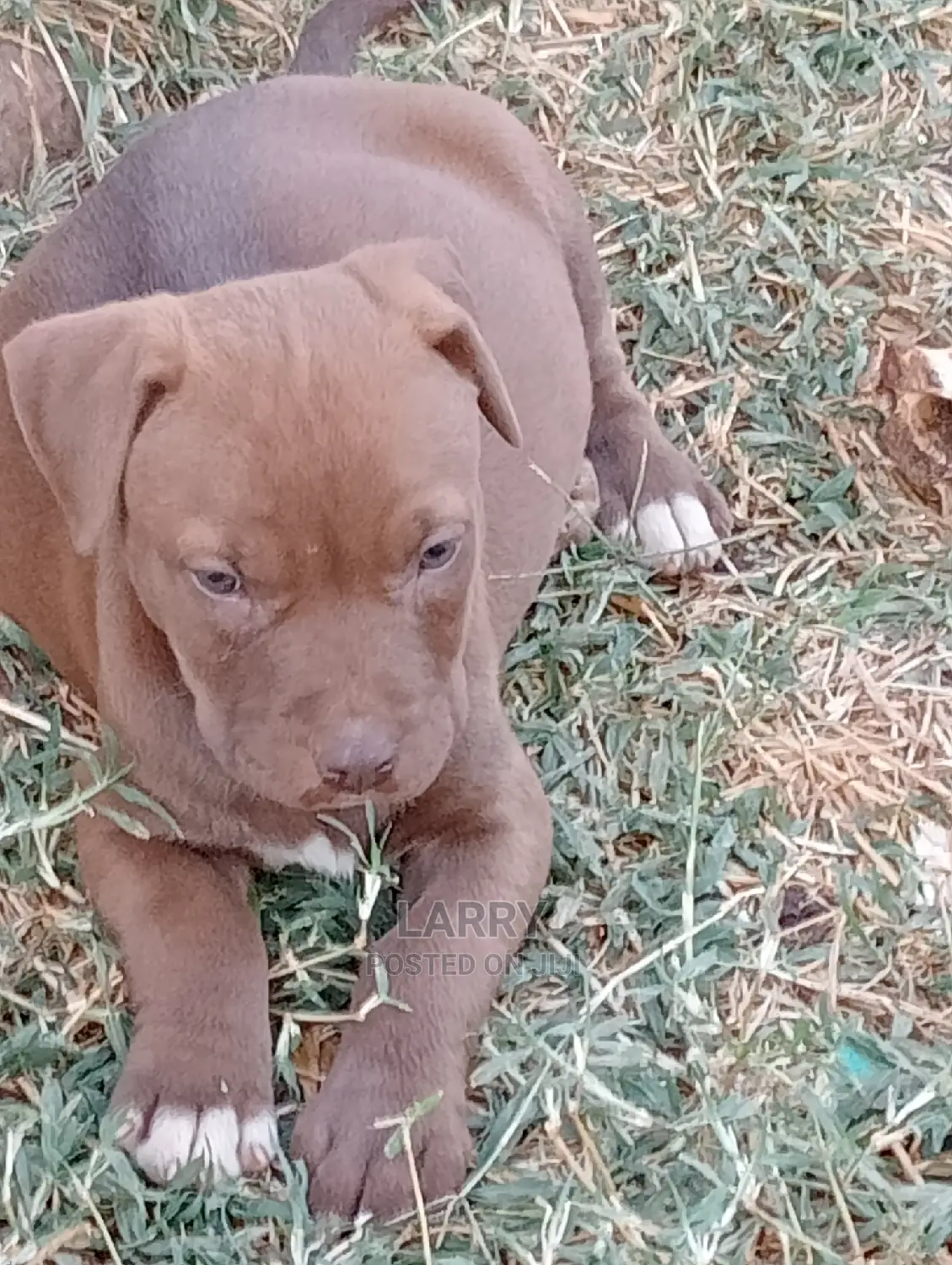 1-3 Months Female Purebred American Pit Bull Terrier