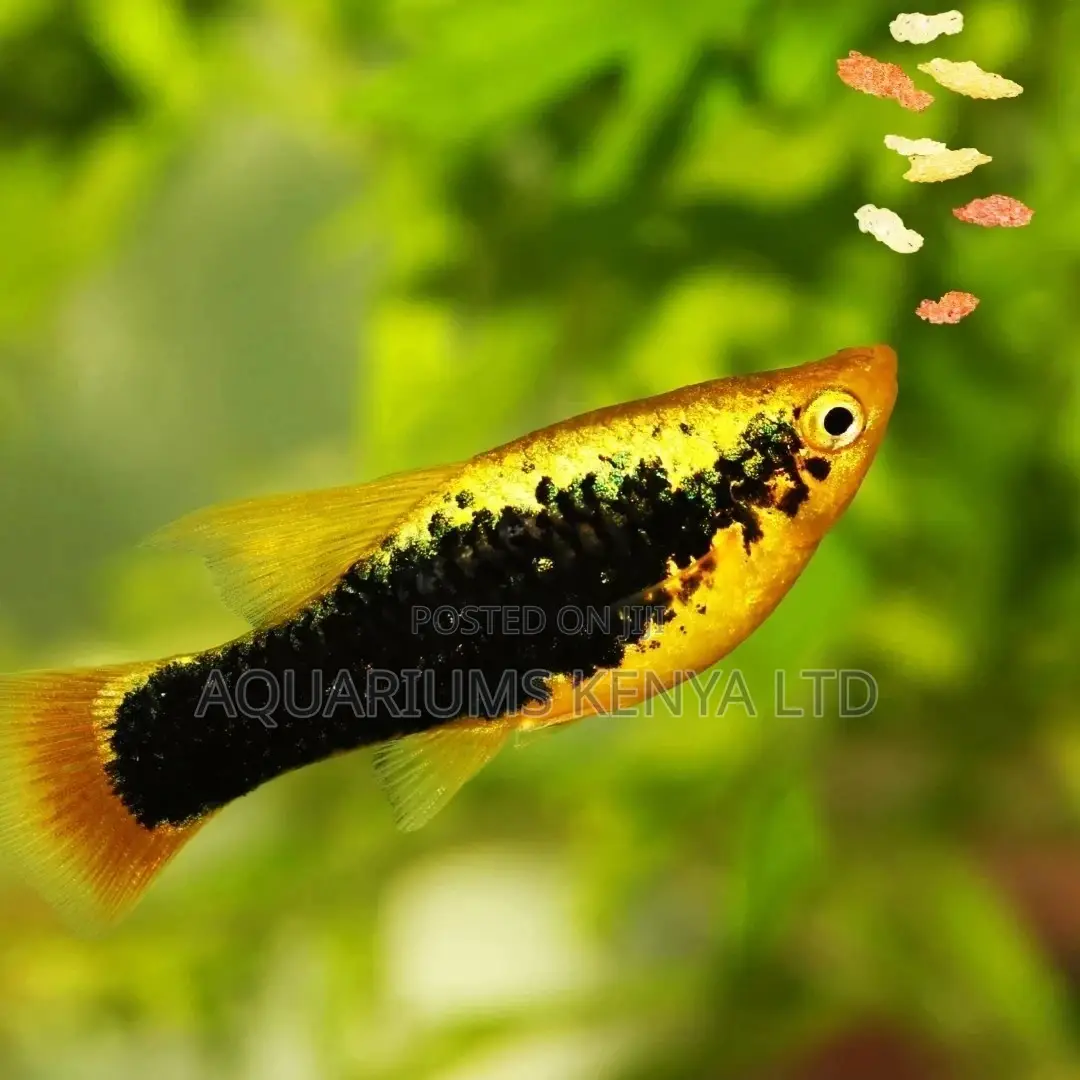Black Striped Swordtails