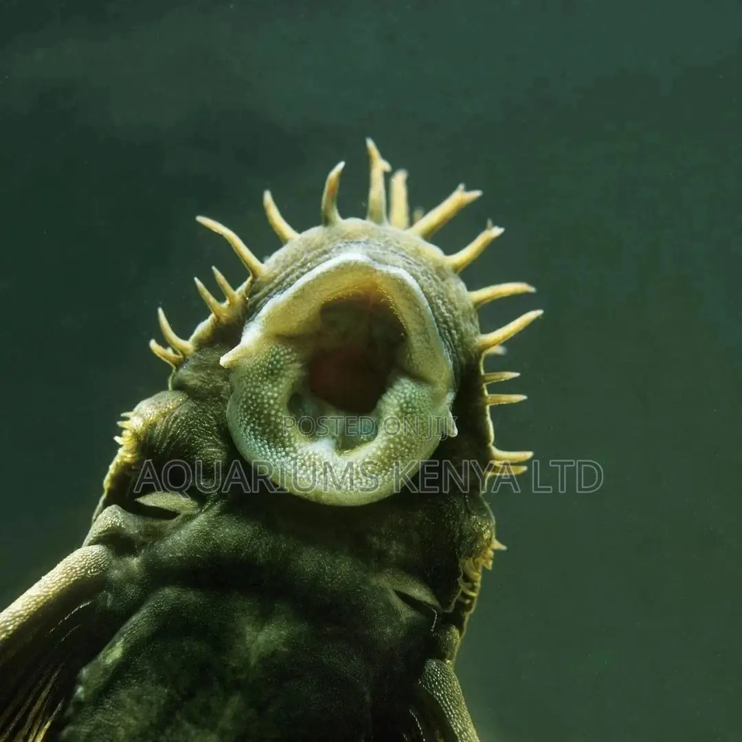 Bristolnose Plecotomus, Aquarium Algae Eater, Aquarium Fish