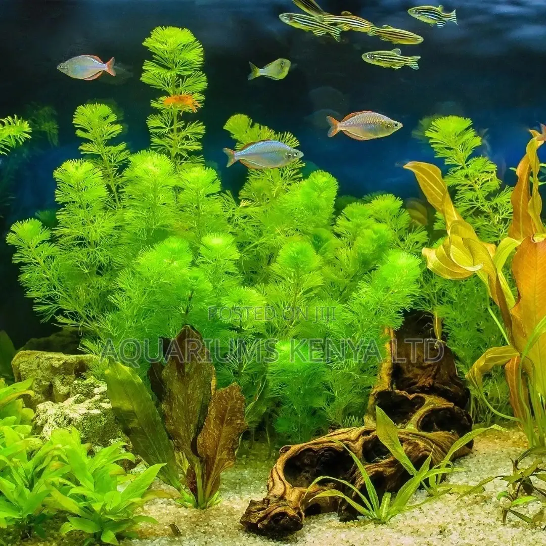 Planted Tank, Planting Aquarium, Live Plants Aquarium