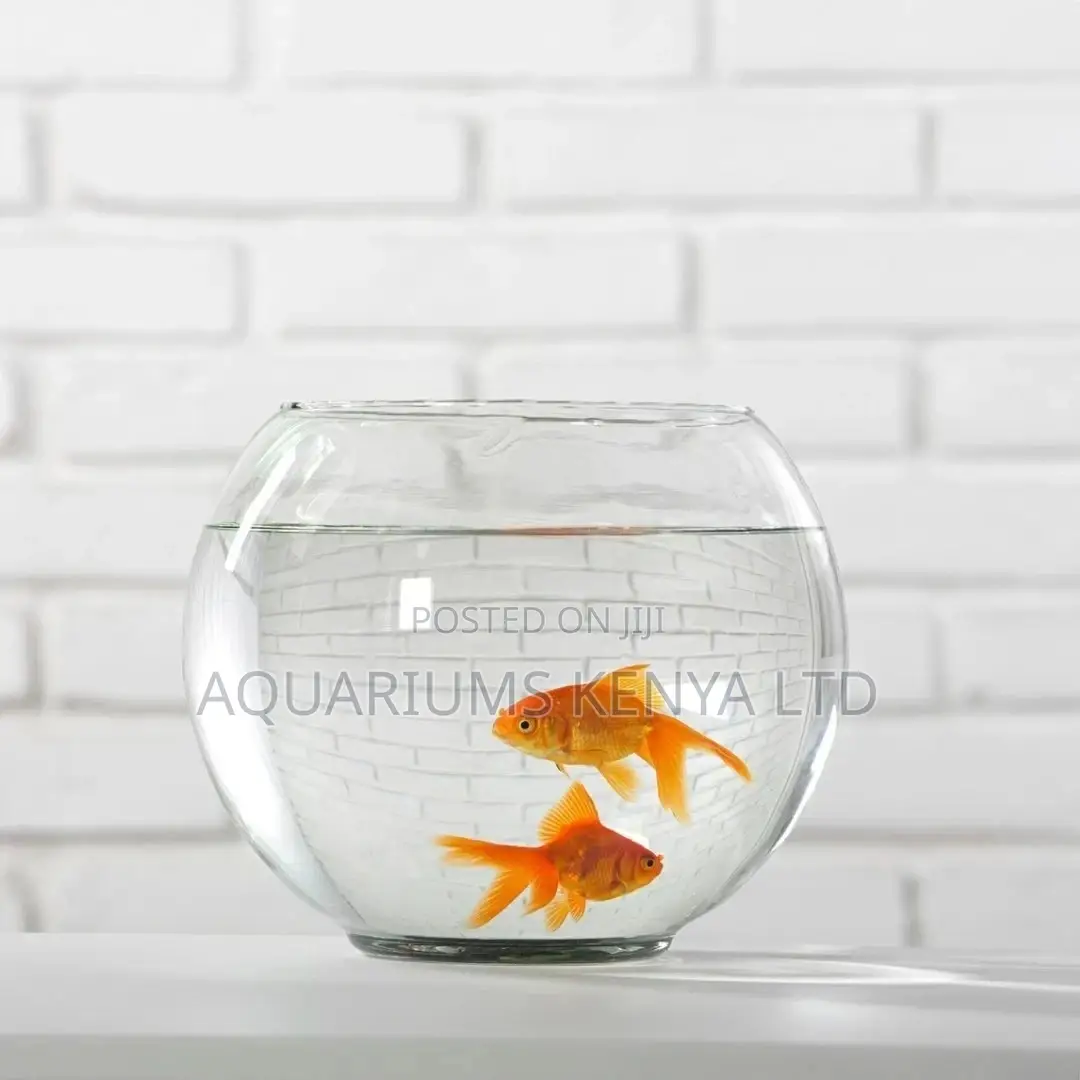 Circular Clear Fish Bowl With 2 Goldfish