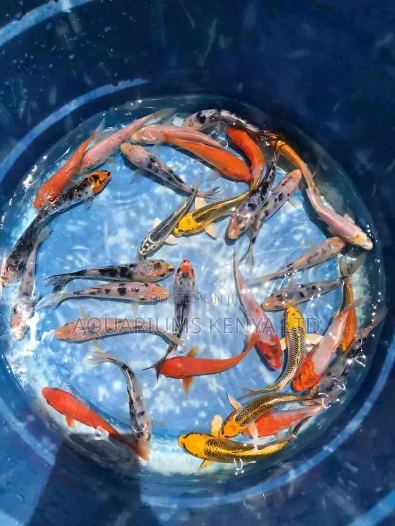 Quality Ornamental Pond Fishes , Koifish