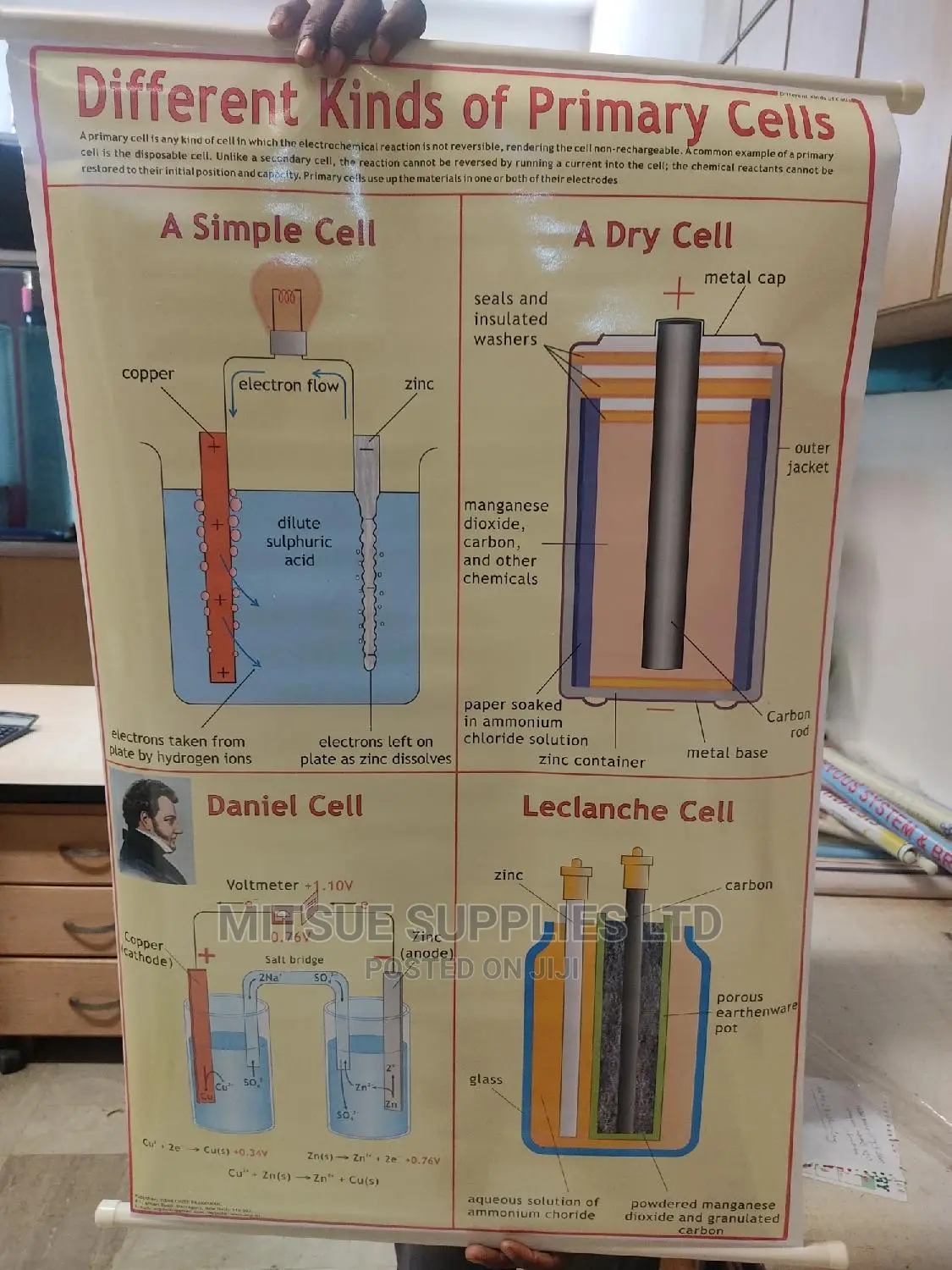 Different Types of Primary Cell Chart ( 43 by 28 Inches)