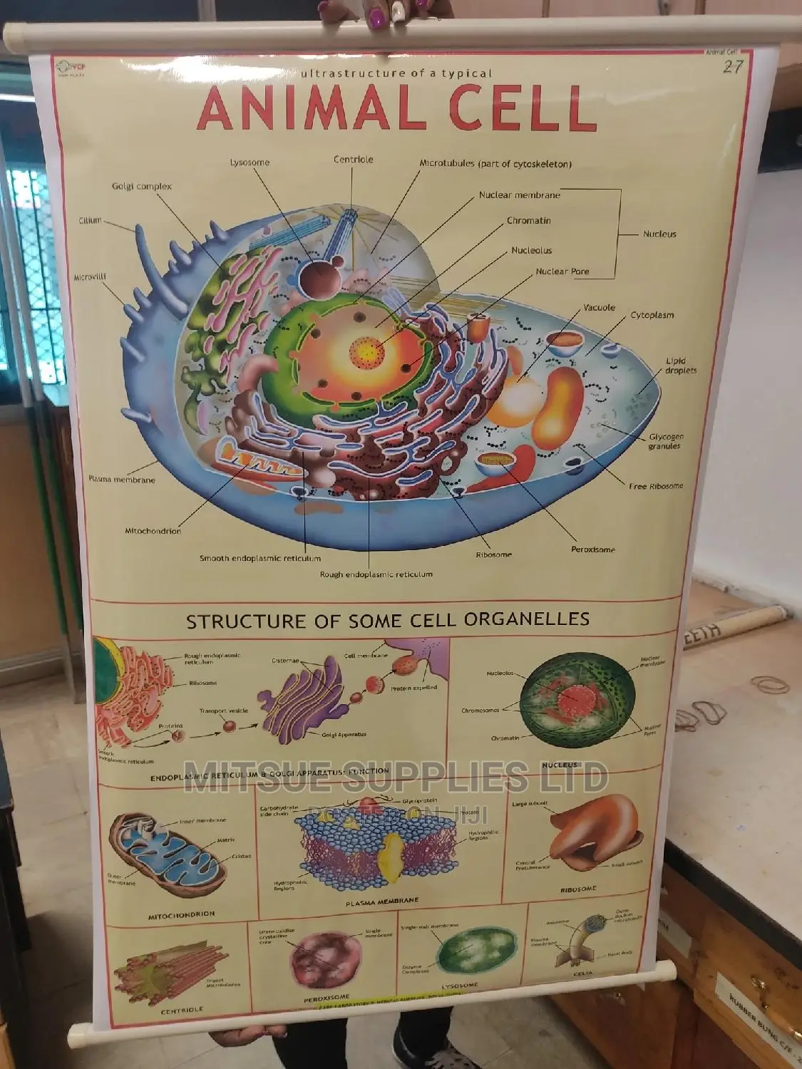 Ultra Structure of an Animal Cell Chart ( 43 by 28')