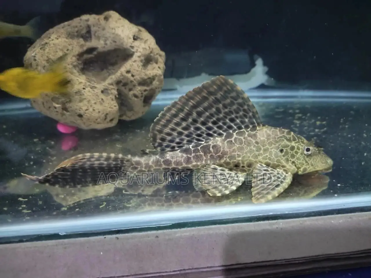 Aquarium Fish,Pleko,Catfish
