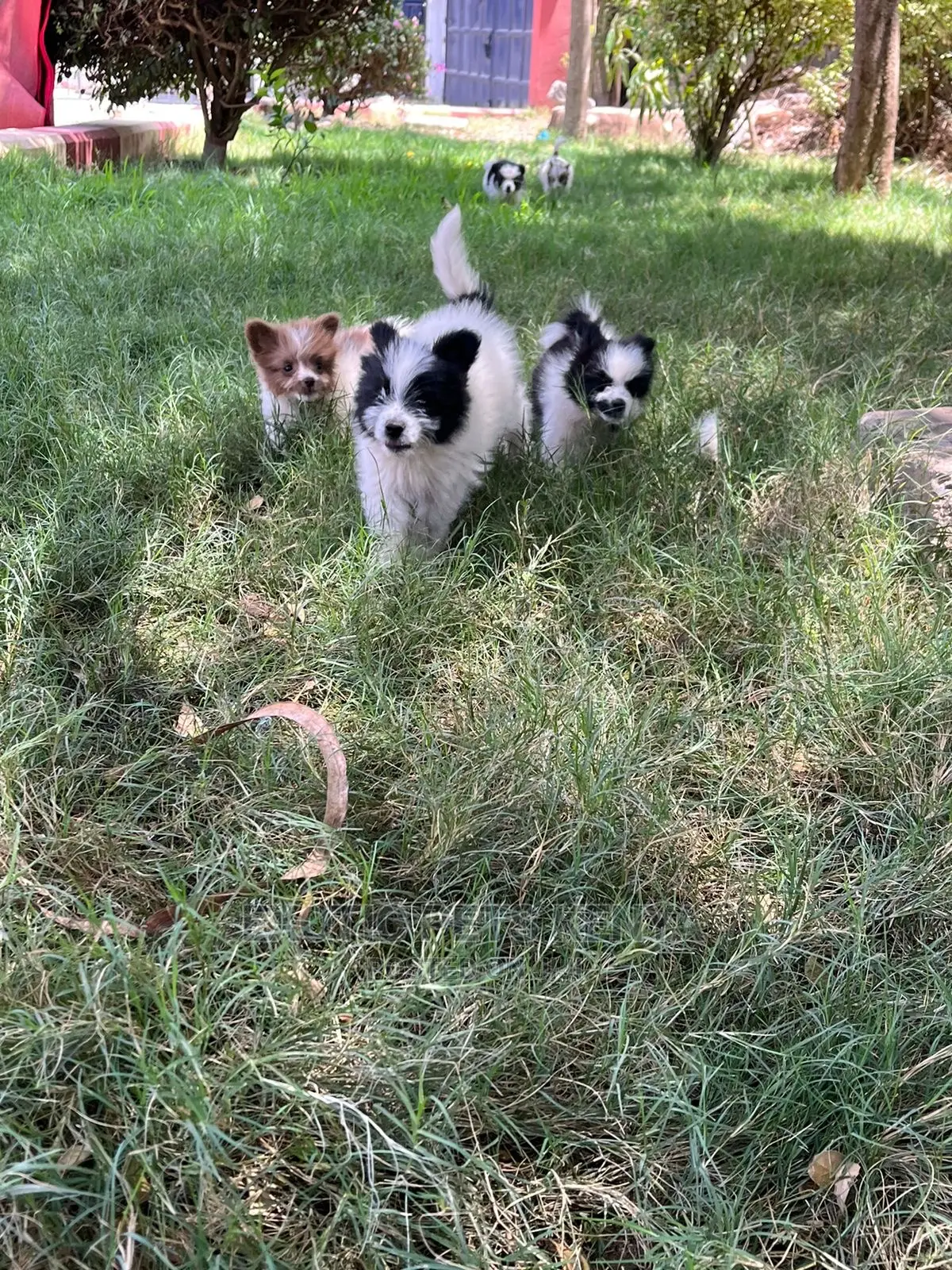 1-3 months Male Purebred Havanese