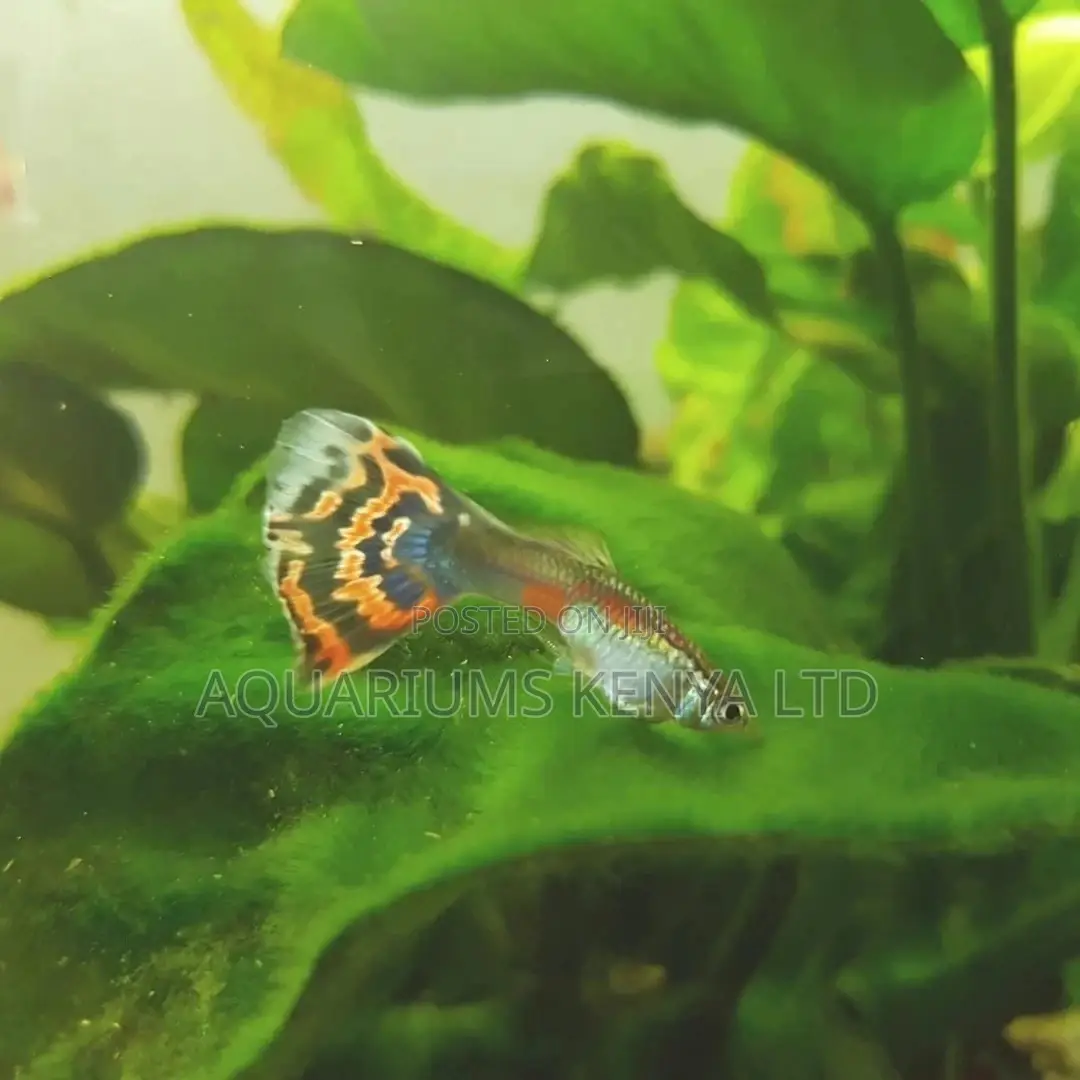 Male Moscow Guppies, Aquarium Fish