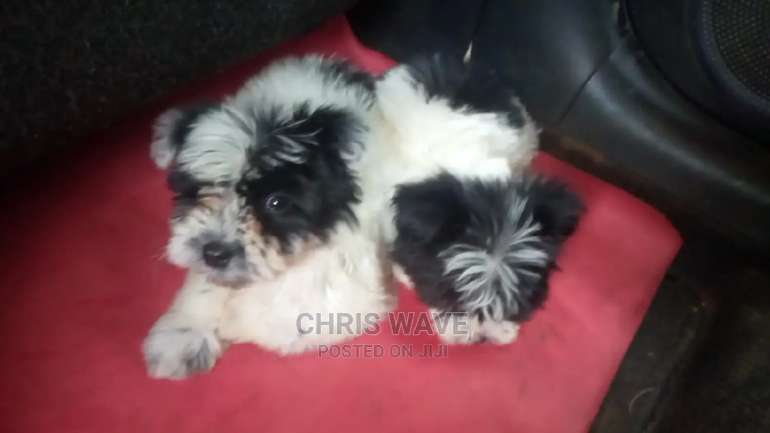 1-3 Months Male Purebred Maltese