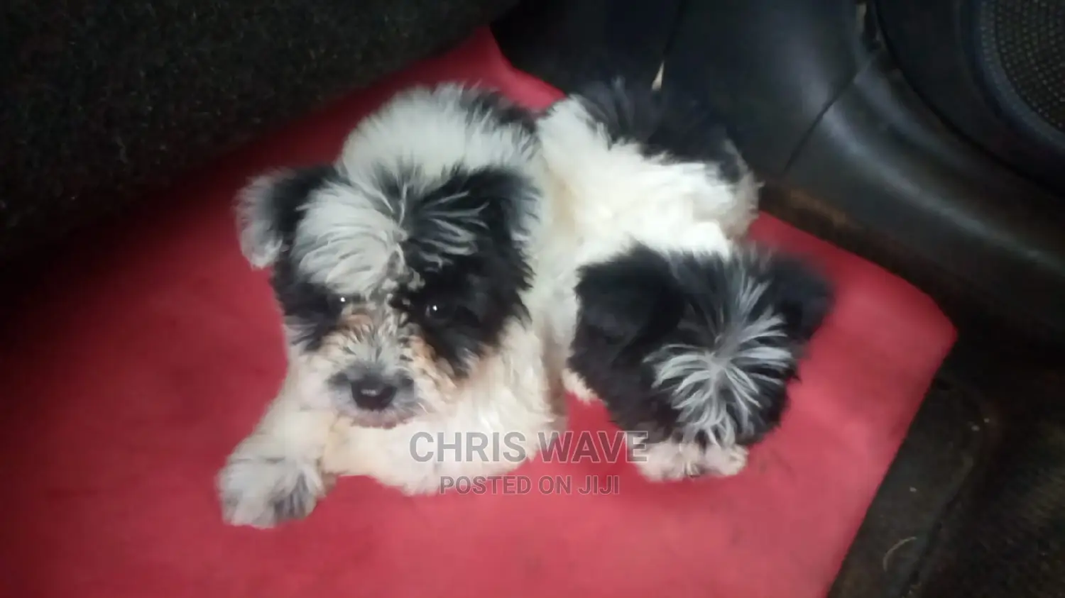 1-3 Months Male Purebred Maltese