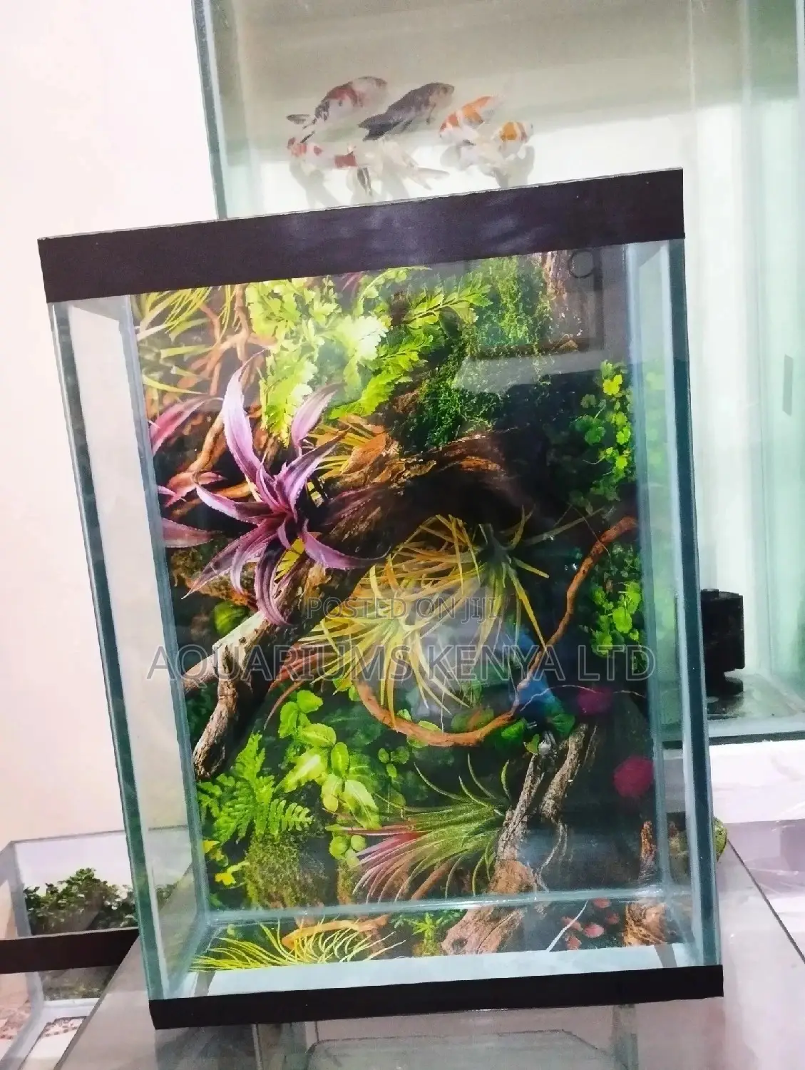 Easy to Set Up Aquarium Tank, Aquarium Fish