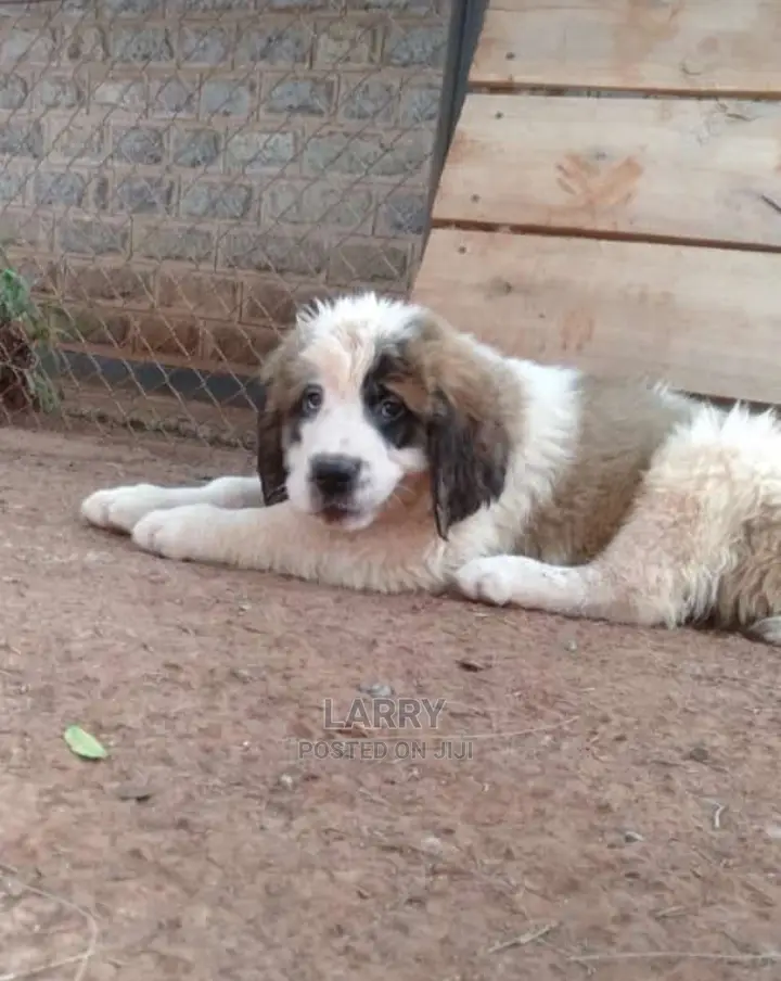 1-3 Months Female Purebred Saint Bernard