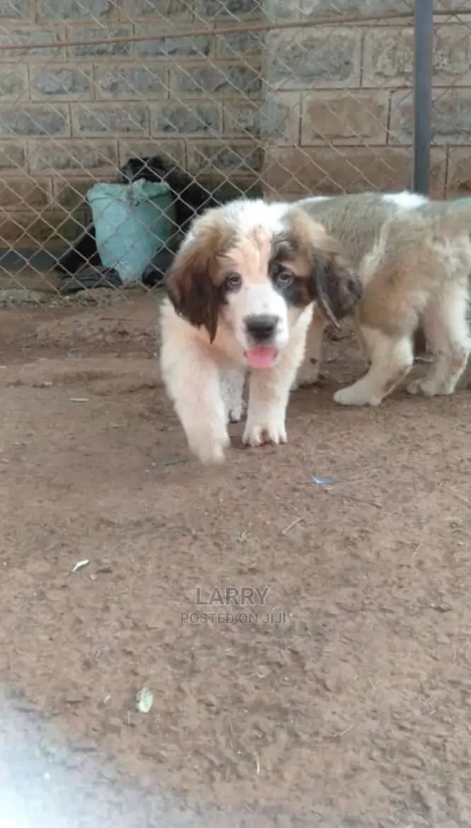 1-3 Months Female Purebred Saint Bernard
