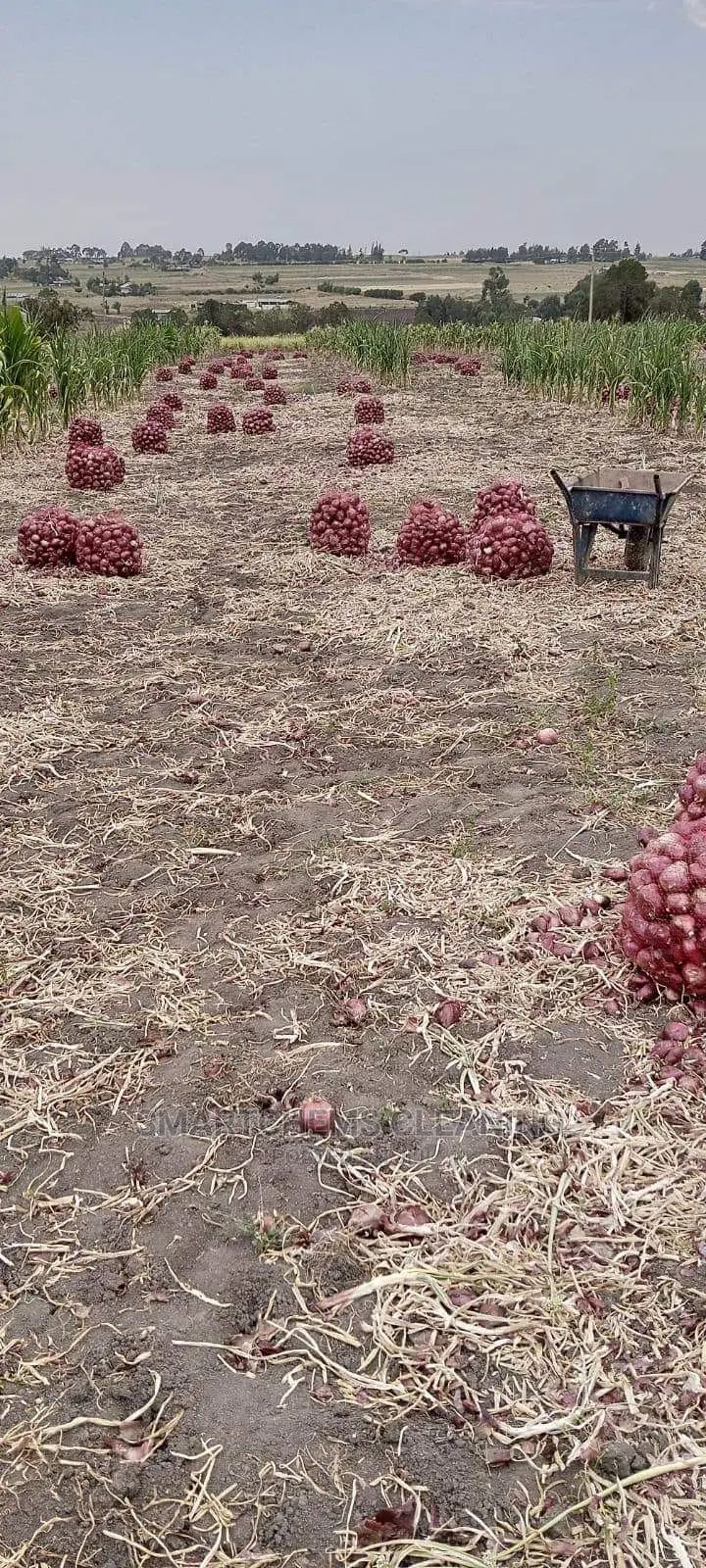 Bulb Onions