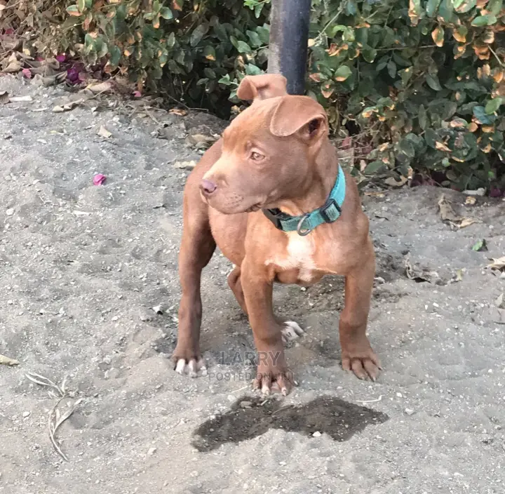 1-3 Months Female Purebred American Pit Bull Terrier