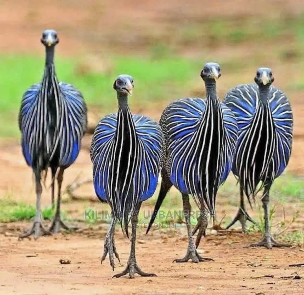 Vulturine Guinea Fowl Pair