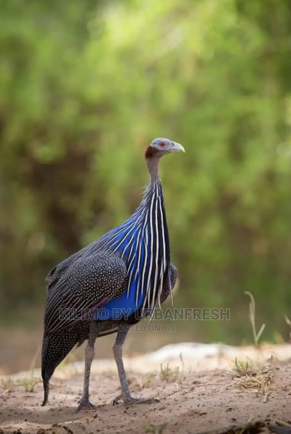 Vulturine Guinea Fowl Pair