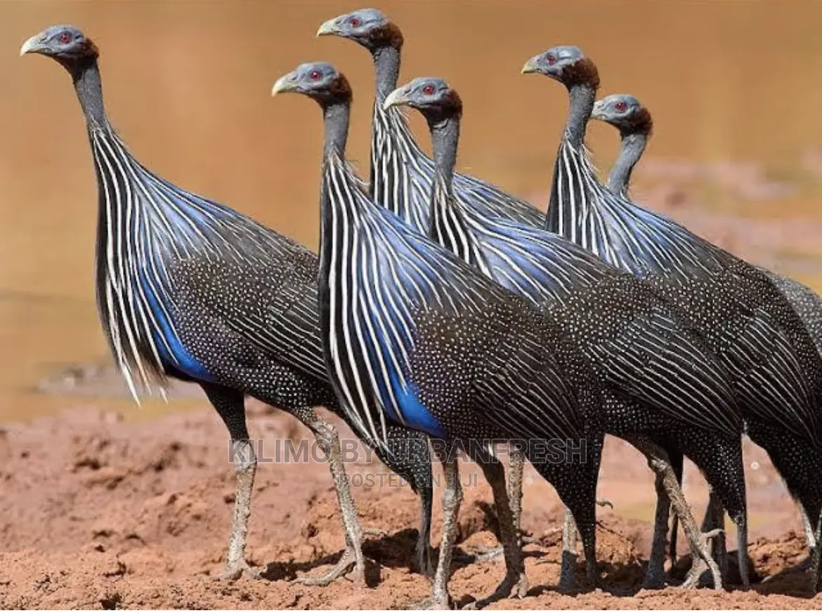 Vulturine Guinea Fowl Pair