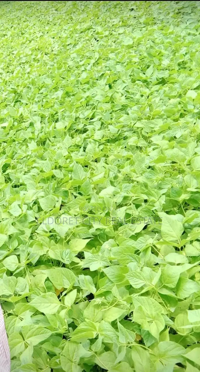 5 Acres Turbo Kipkaren With Title