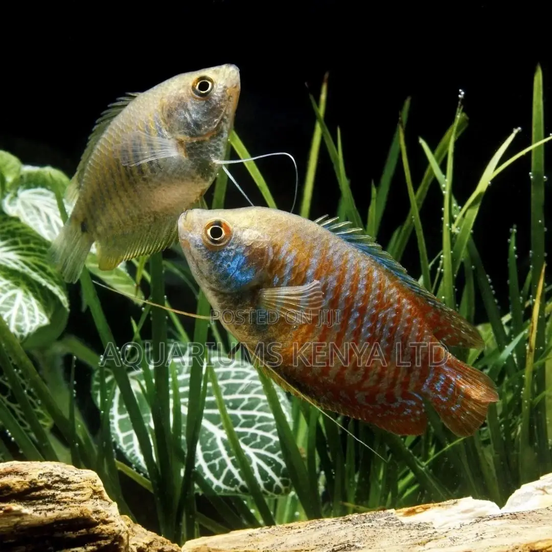 Breeding Pair of Dwarf Gouramis, Aquarium