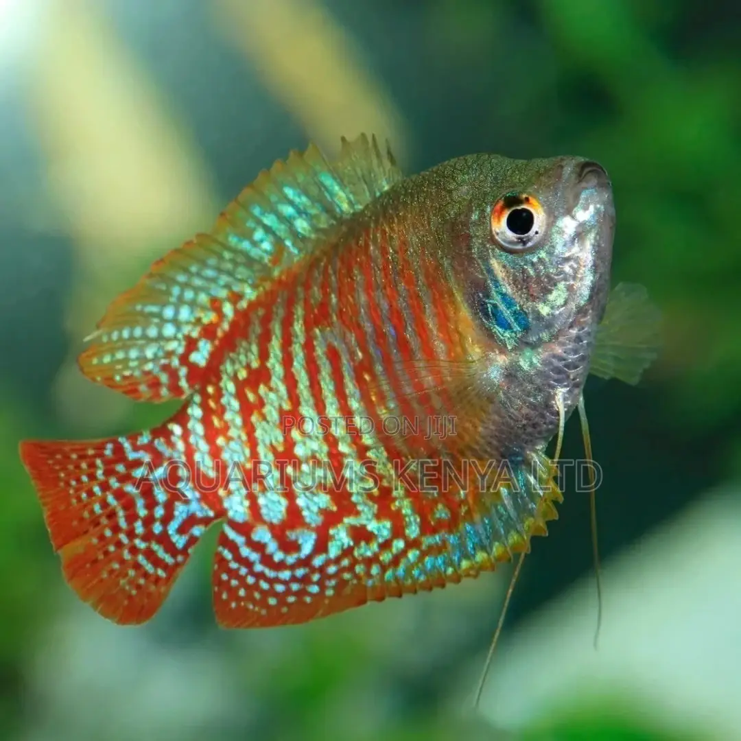 Most Beautiful Aquarium Fish, Dwarf Gouramis