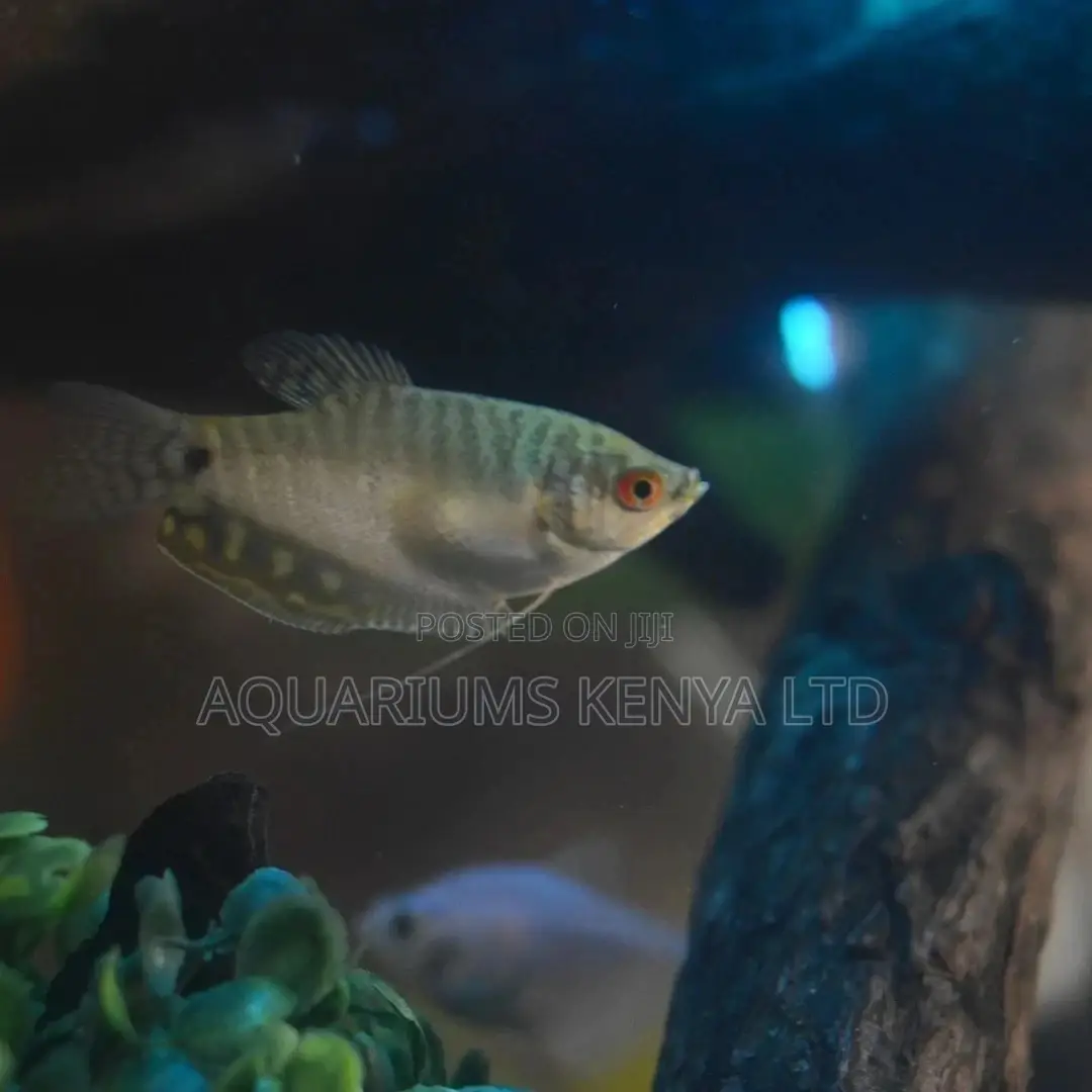 Blue Electric Gouramis, Aquarium