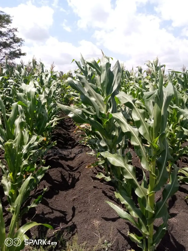 14 Acres for Sale in Kianjogu, Kirinyaga County