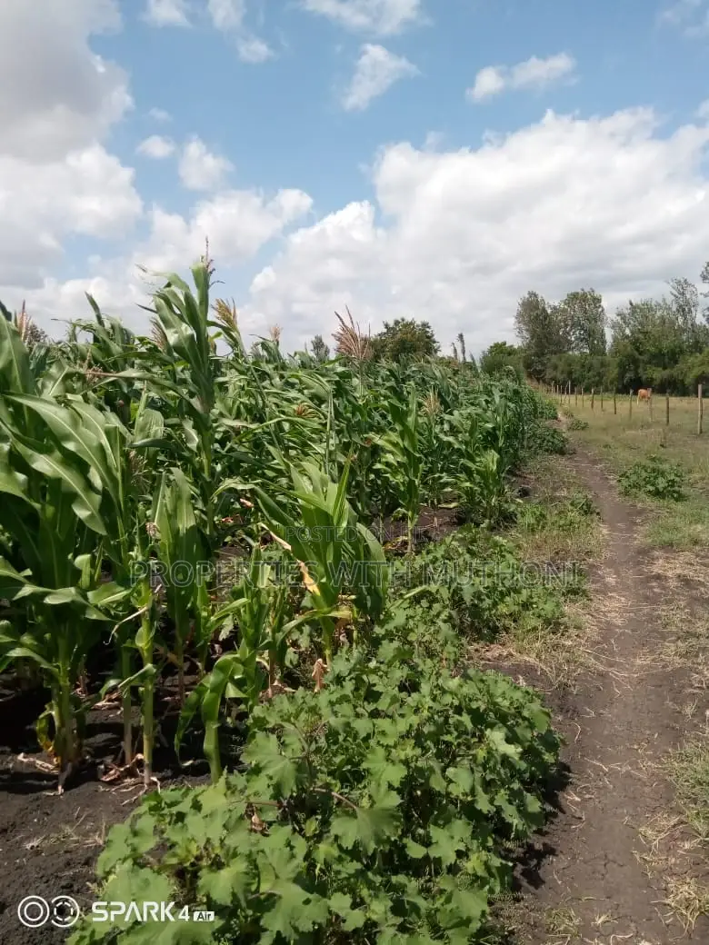 14 Acres for Sale in Kianjogu, Kirinyaga County