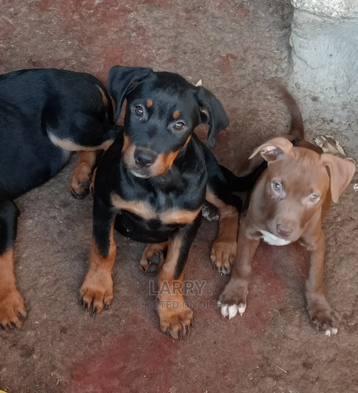 1-3 Months Male Purebred Rottweiler