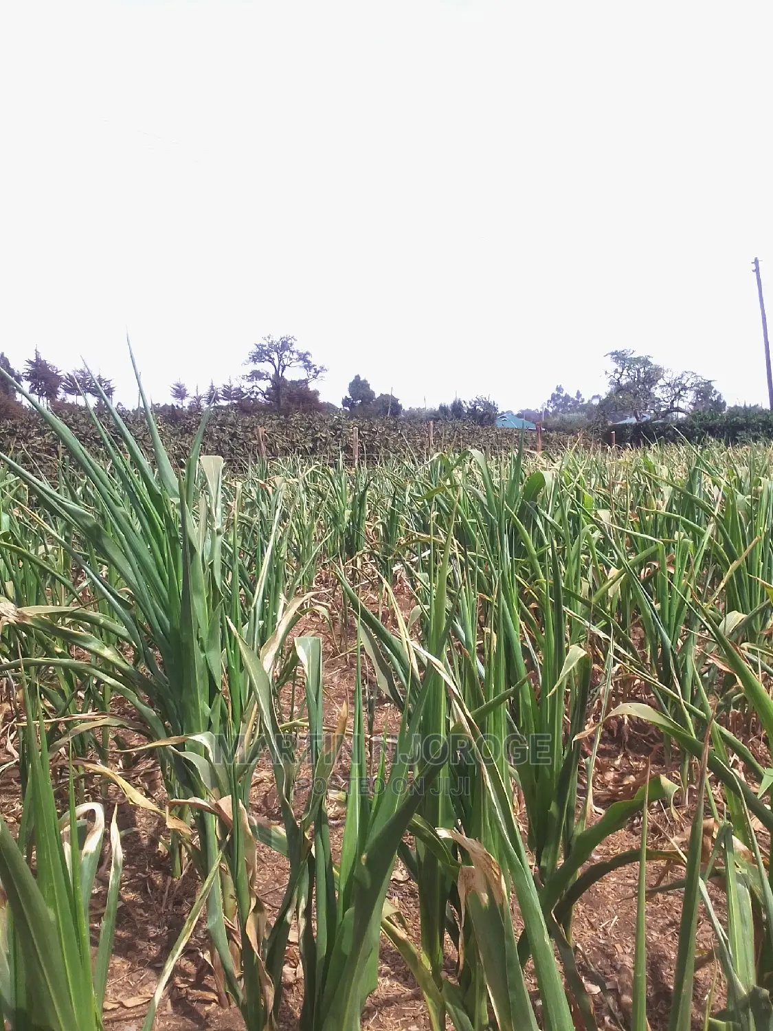 1 Acre Kinungi, Mwega Area