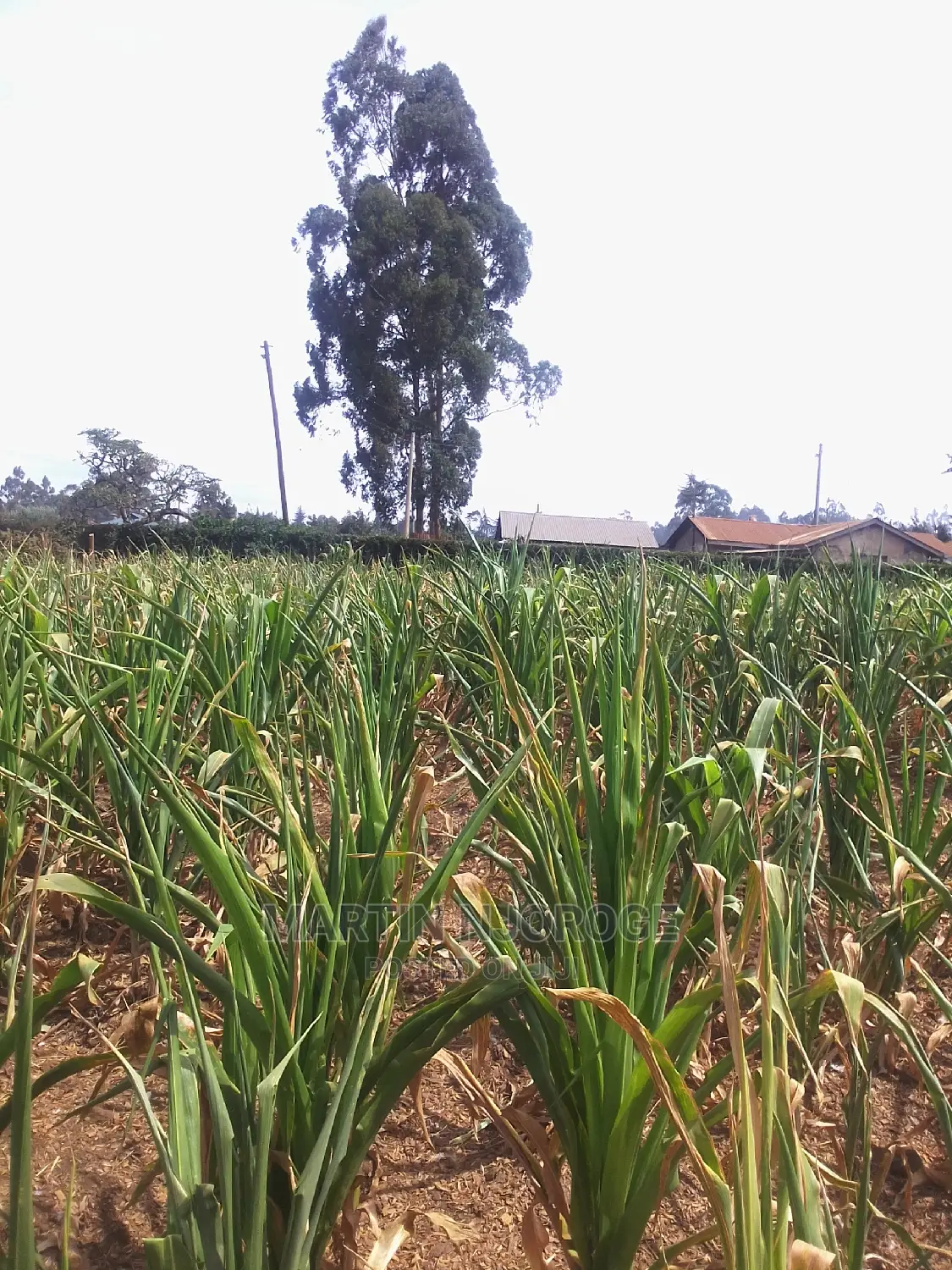 1 Acre Kinungi, Mwega Area