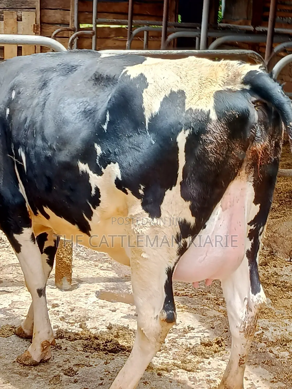 Friesian Heifer 8 Months Incalf