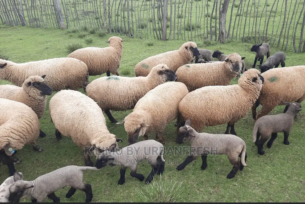 Hampshire Sheep Breeding Bucks Only. 4 - 12 Months.
