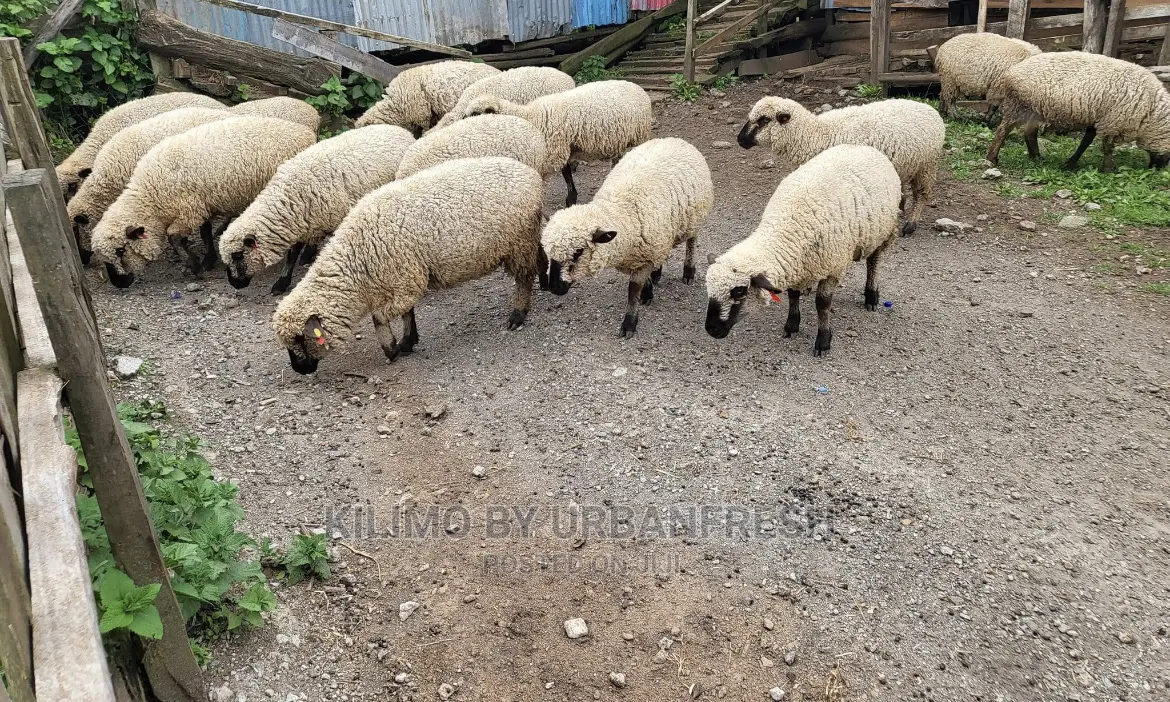 Hampshire Sheep Breeding Bucks Only. 4 - 12 Months.