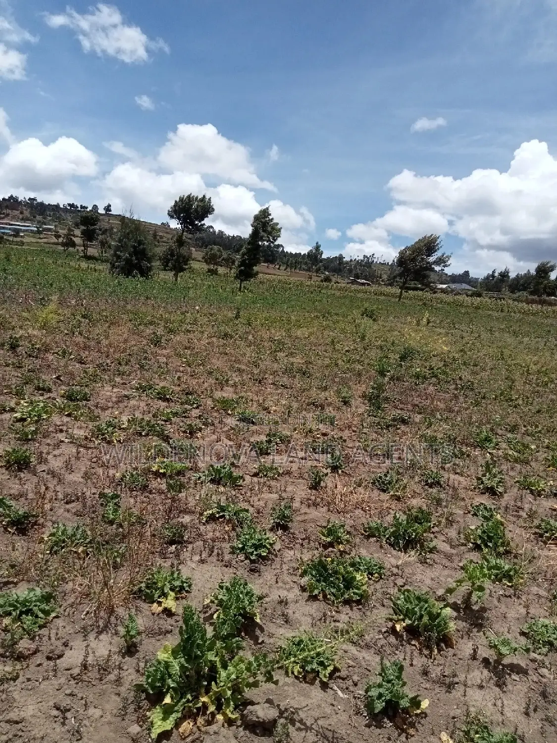 Plot on Sale at Ihindu Market Naivasha