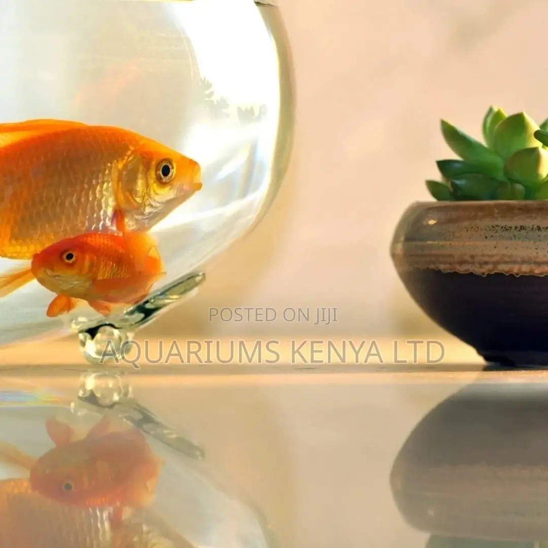 Goldfish for Goldfish Bowls