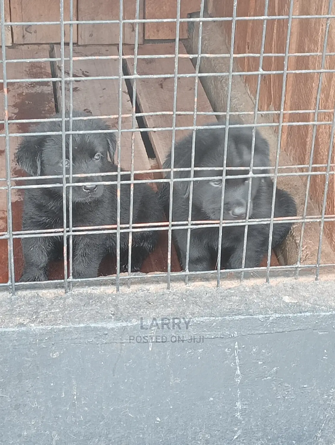 1-3 Months Female Purebred Labrador Retriever
