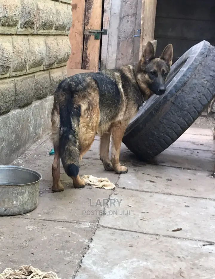 1+ Year Female Purebred German Shepherd