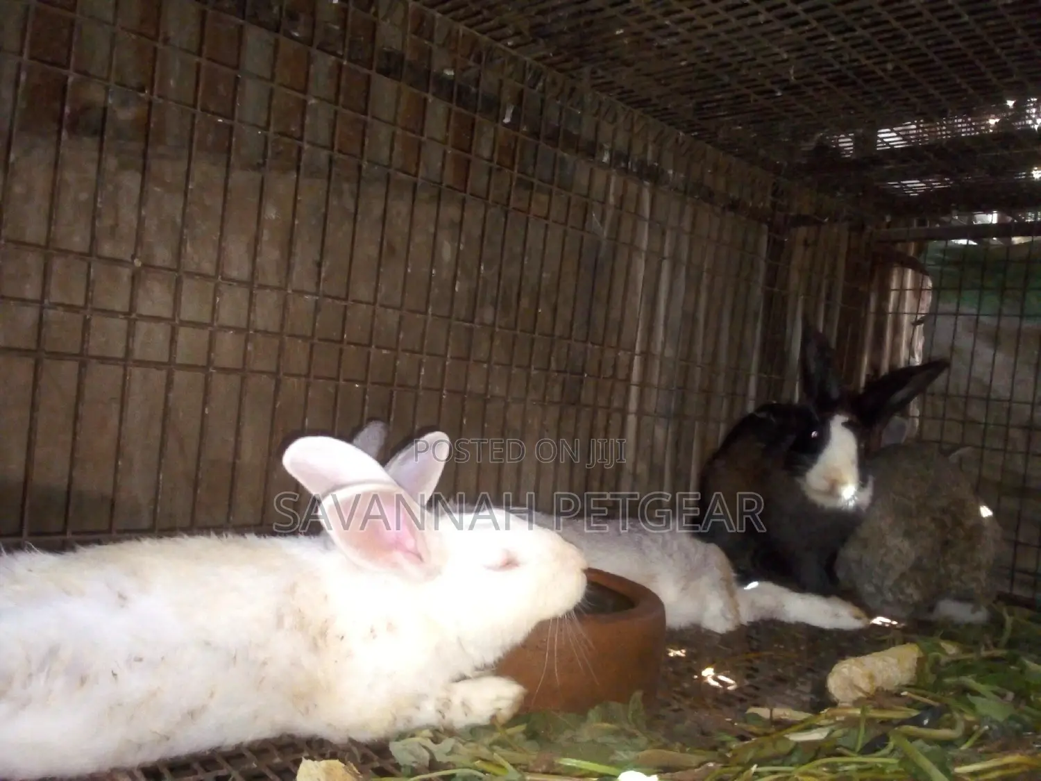 Mature Mixed Breed Rabbits for Meat and Breeding Various Breeds