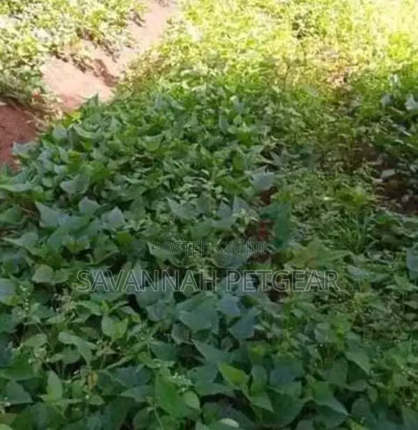 Purple Sweet Potato Planting Vines Available (200 Vines)